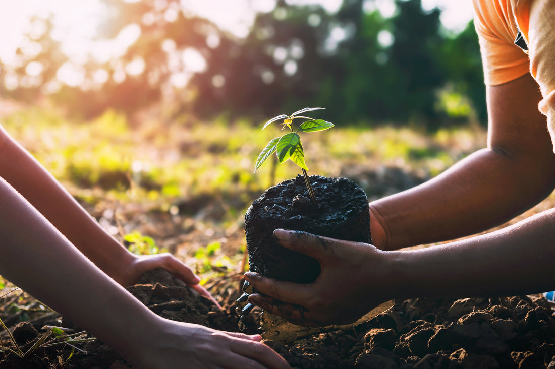 Comment installer des plantes pour couvrir votre vis-à-vis : un guide étape par étape