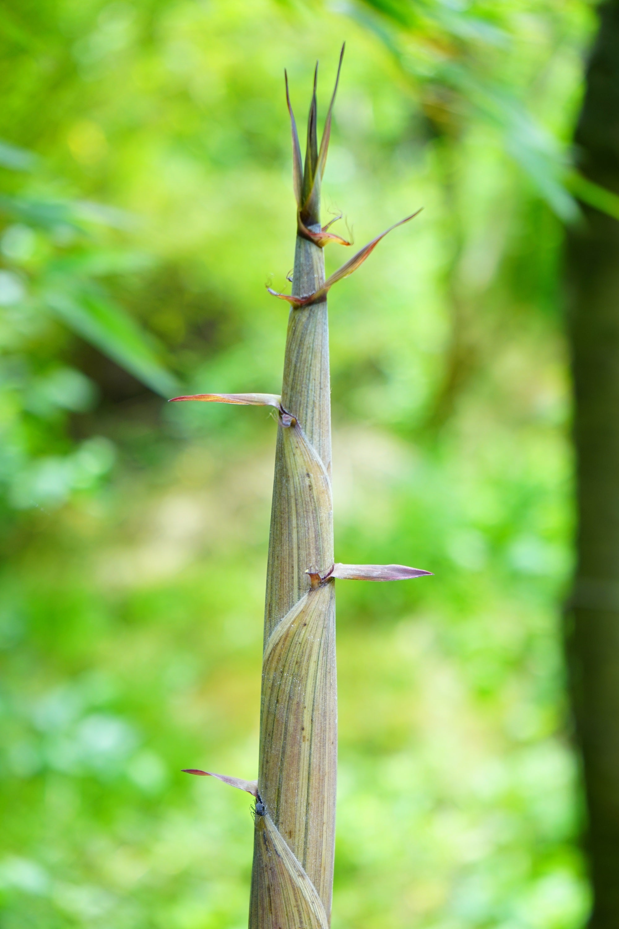 Pousse de bambou