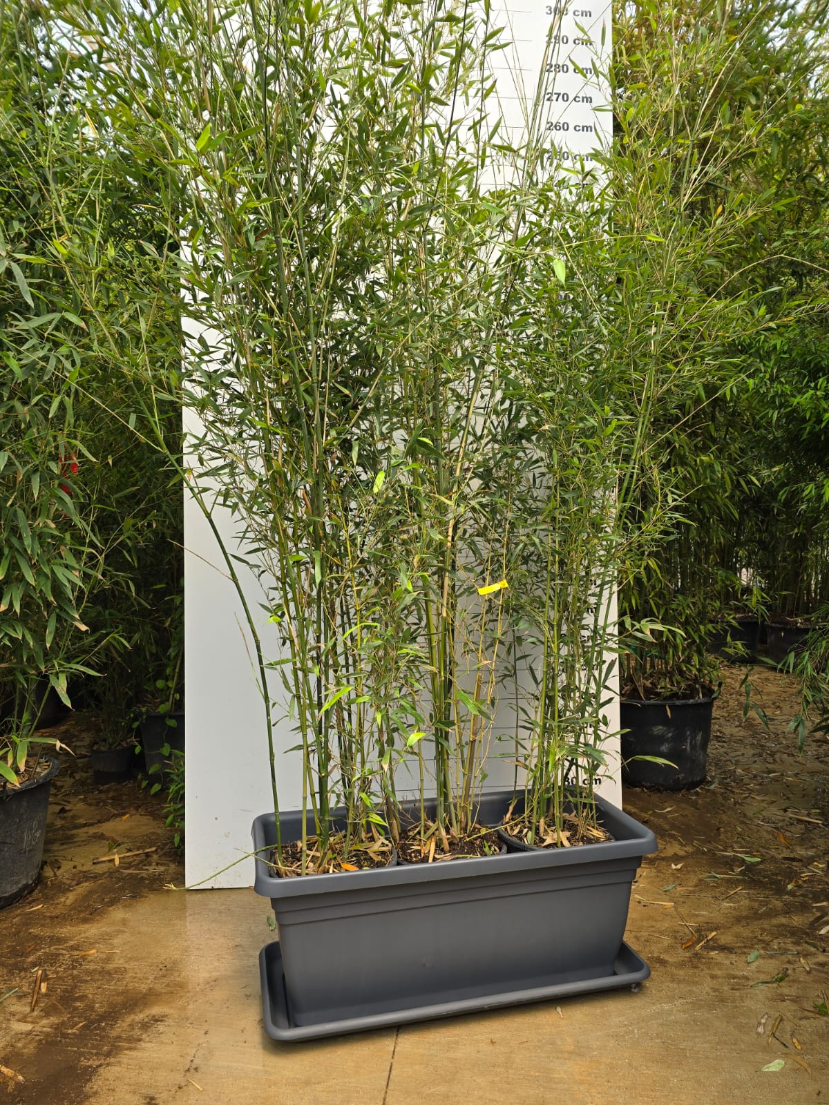 Jardinière Spécial Bambou - 30/50/110L