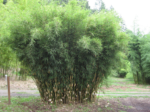 Fargesia Robusta Campbell