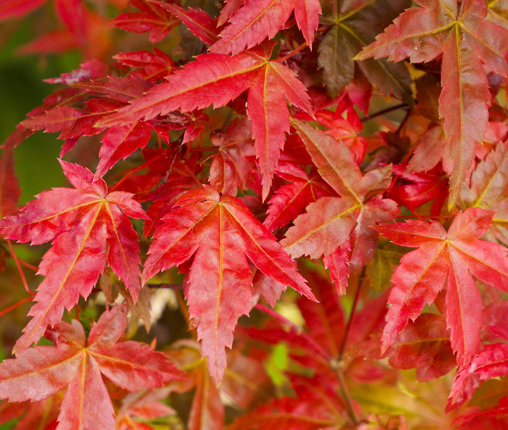 Acer palmatum 'Deshojo' cc-by-sa/2.0 - © Jonathan Billinger - geograph.org.uk/p/6511671