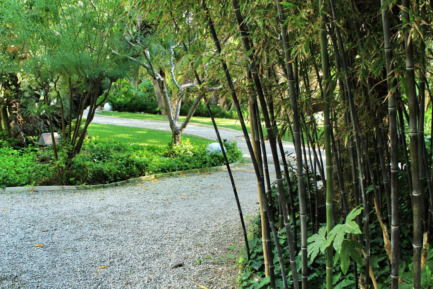 Bambou (Phyllostachys) Nigra