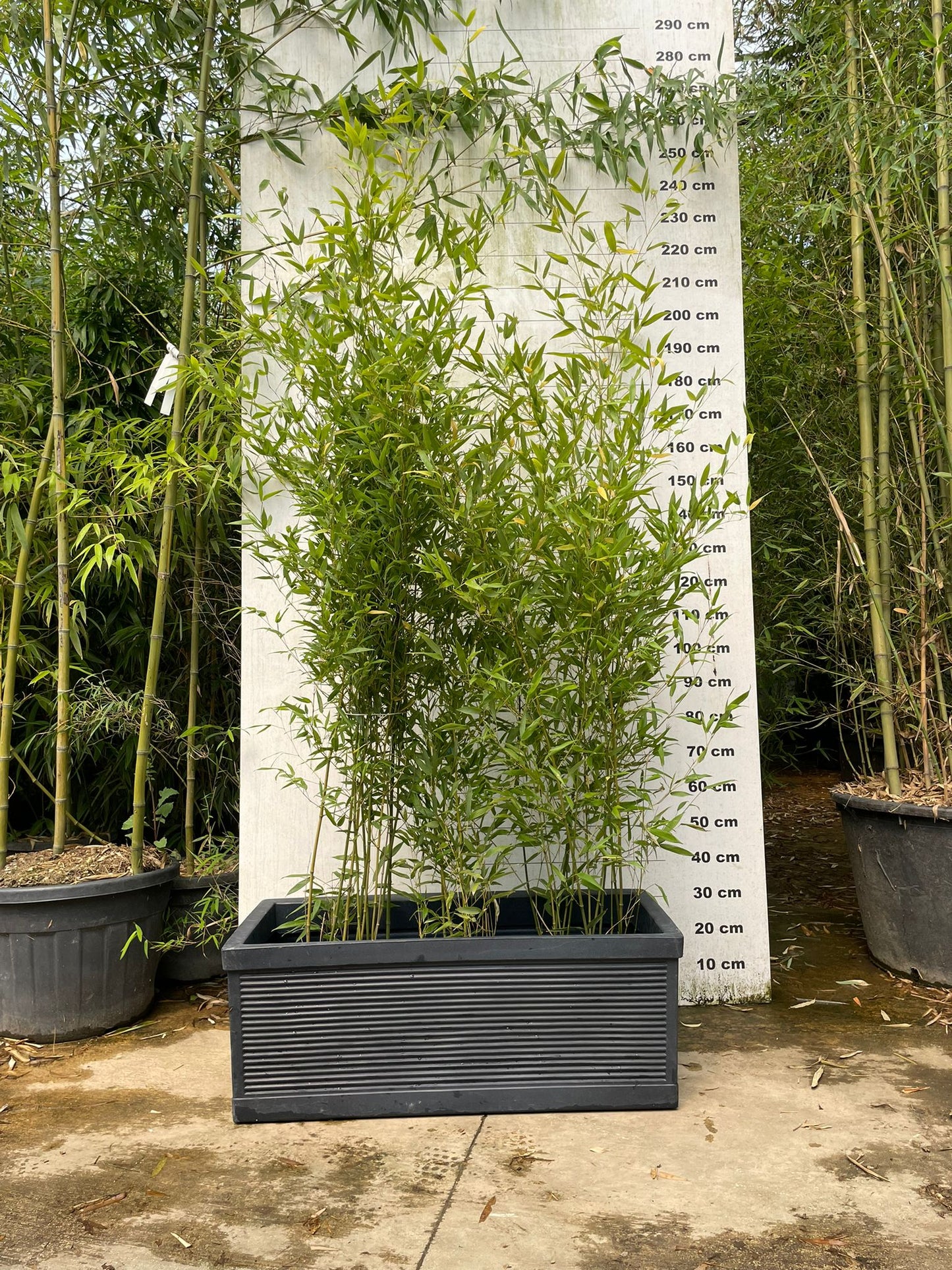 Jardinière Capri - 140L