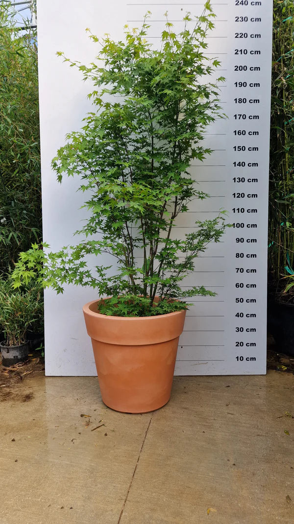 Pot Milano - 25/50/95/150/220L