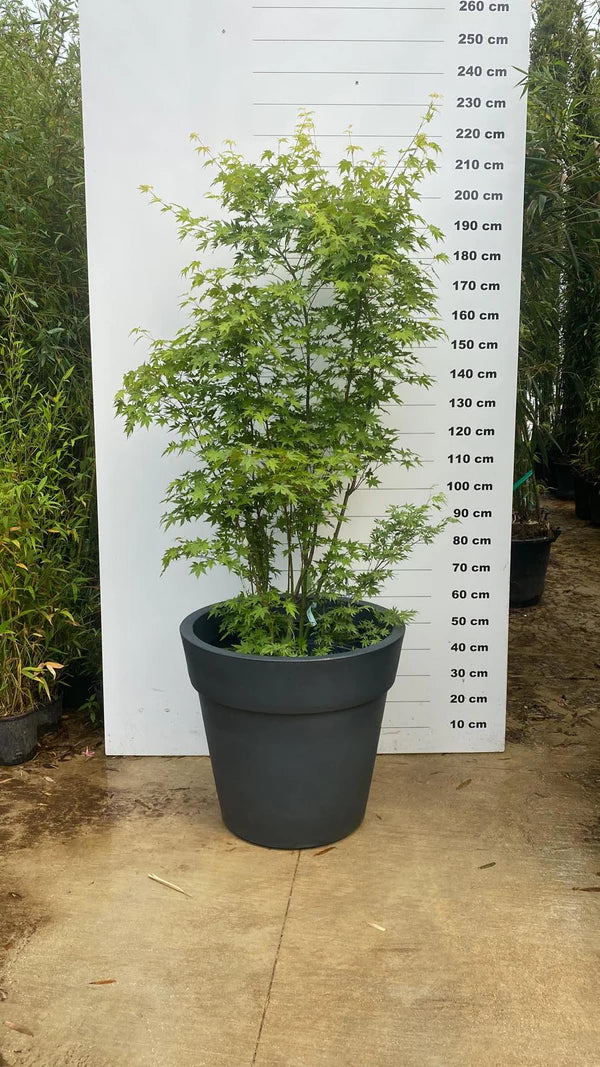 Pot Milano - 25/50/95/150/220L