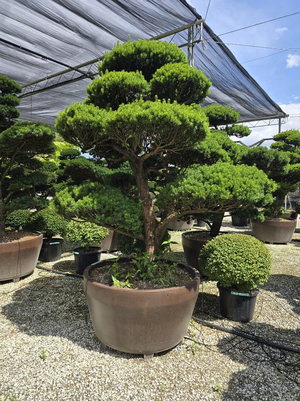 Pot Roma - 35/70/125/165/215/285/390/500L