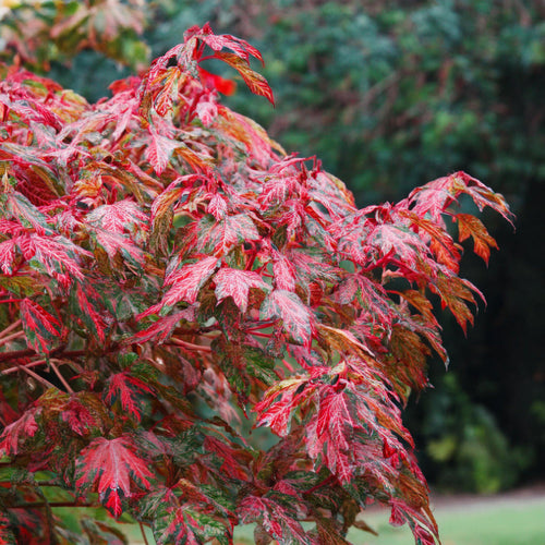 Acer conspicuum Red Flamingo