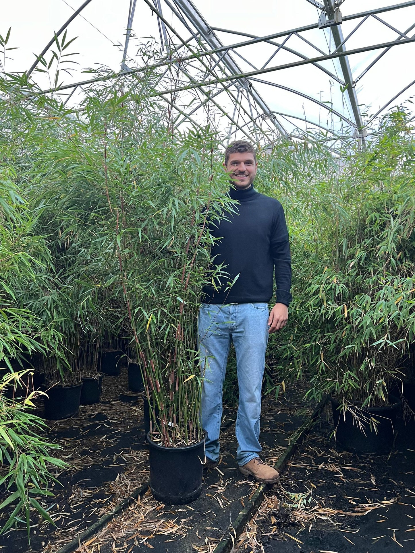 Bambou Fargesia Scabrida