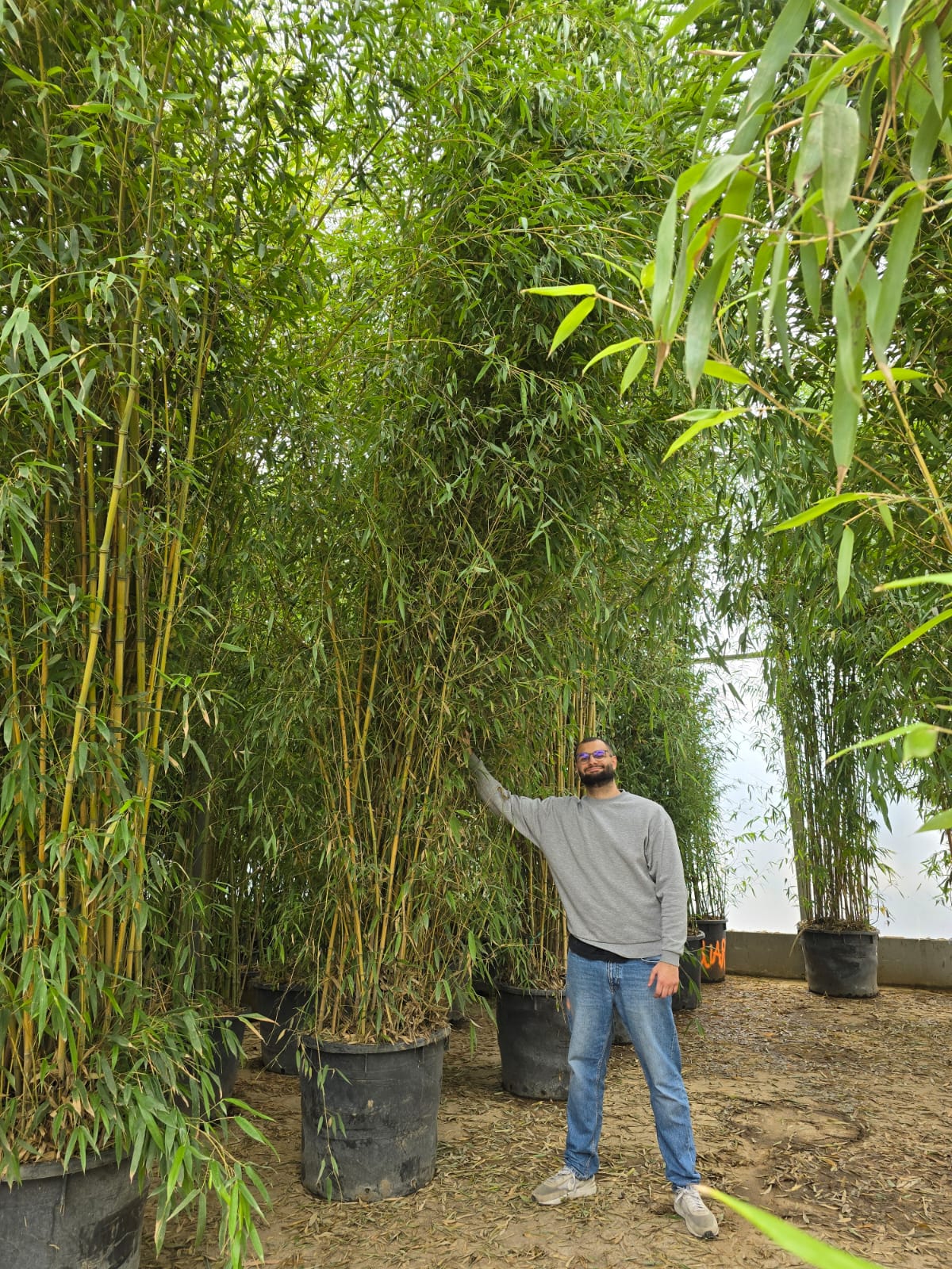 Bambou (Phyllostachys) Aureosulcata Spectabilis