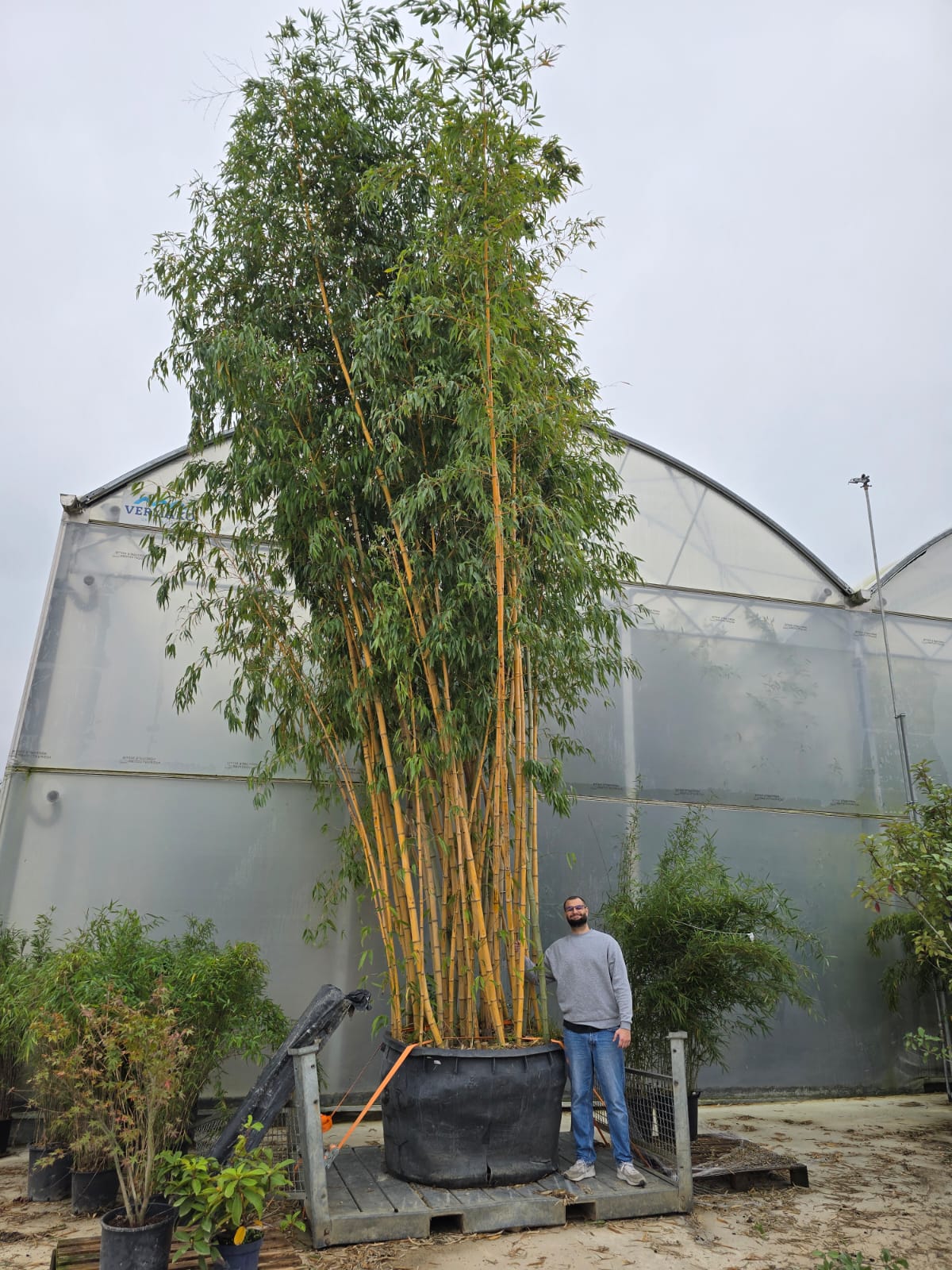 Bambou (Phyllostachys) Aureosulcata Spectabilis