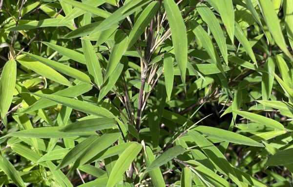 Fargesia Nitida Winter Joy