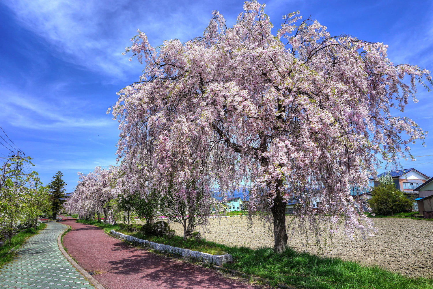 日本語: 福島県喜多方市、日中線記念自転車歩行者道、しだれ桜 Date 3 May 2017, 12:28:23 Source Own work Author くろふね