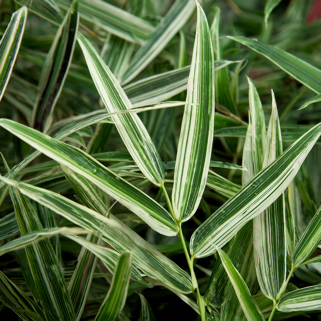 Bambusa Nana Aureostriata (Pleiob.Auricomus)
