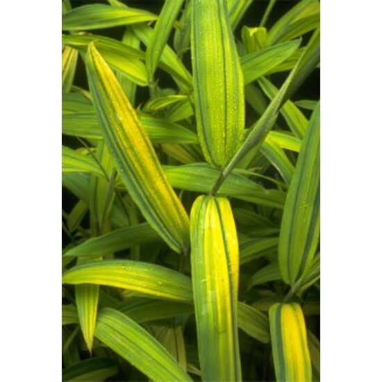 Bambusa Nana Aureostriata (Pleiob.Auricomus)
