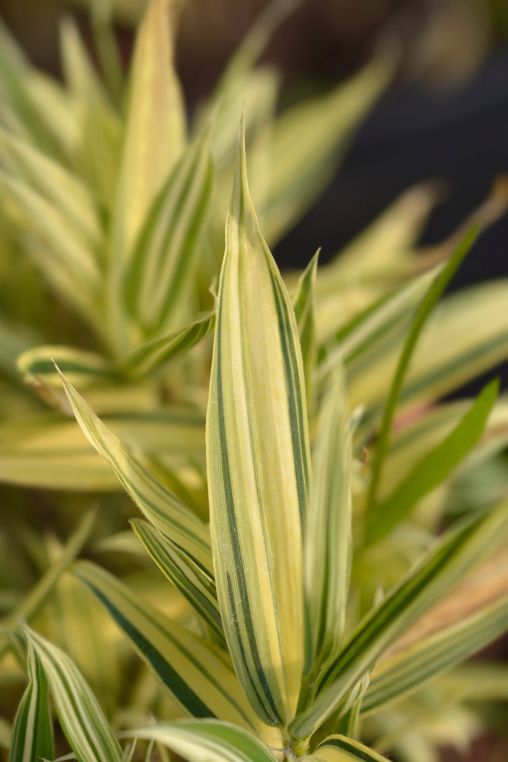 Bambusa Nana Variegata (Pleiob.For.Argenteom.)