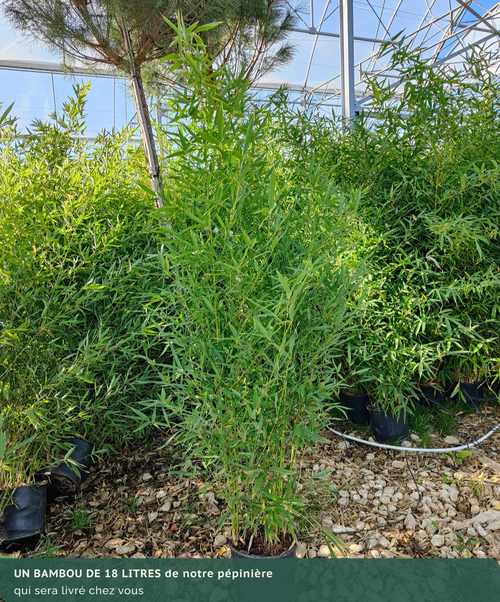 Bambou (Phyllostachys) Aurea