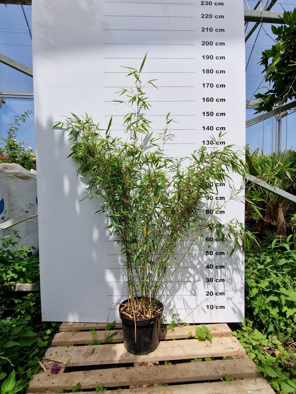 Fargesia Robusta Campbell