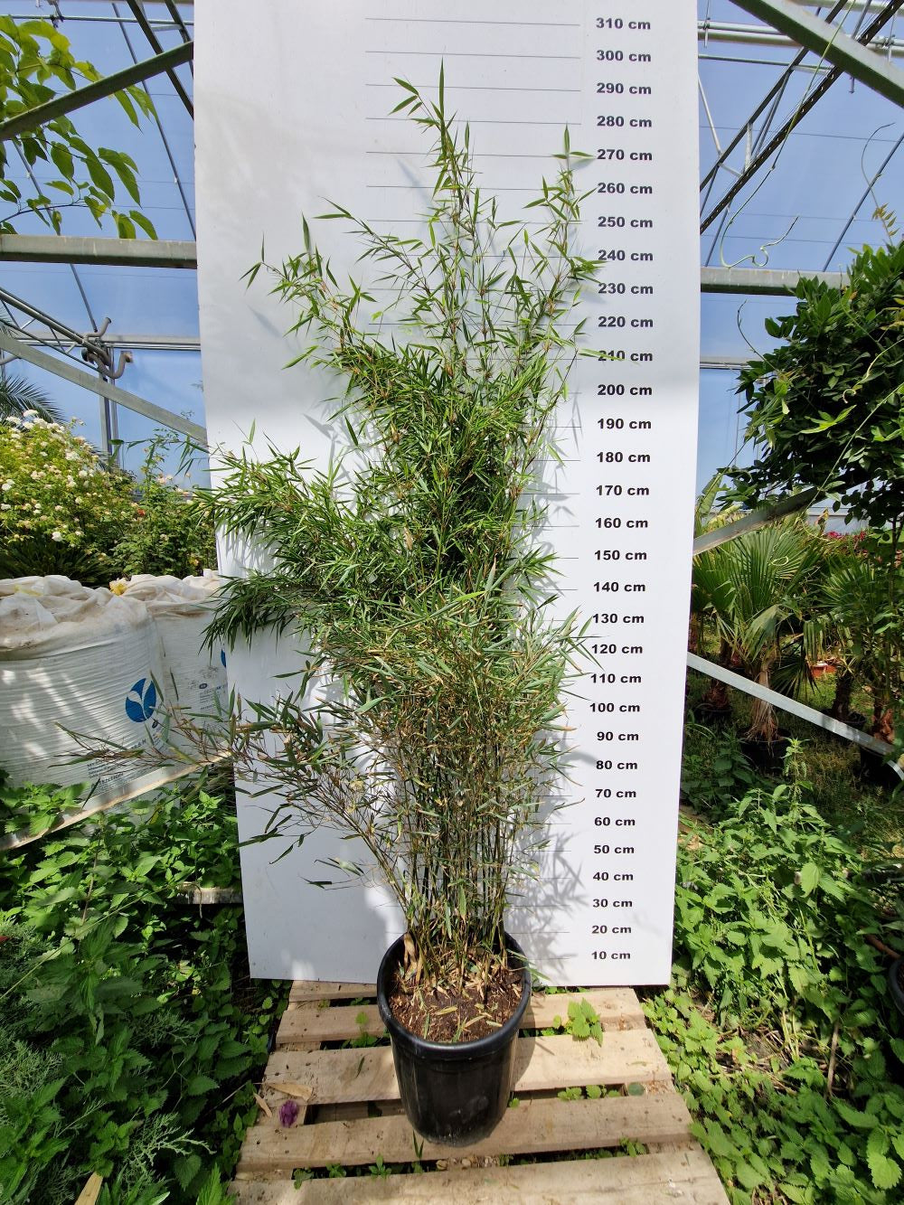 Fargesia Robusta Campbell
