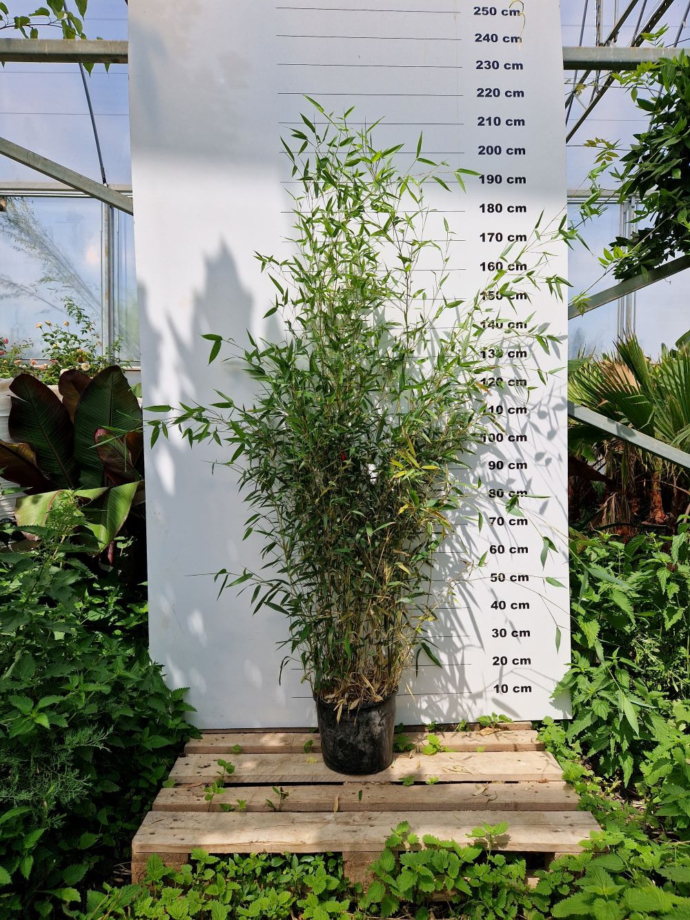 Bambou (Phyllostachys) Aureosulcata Spectabilis