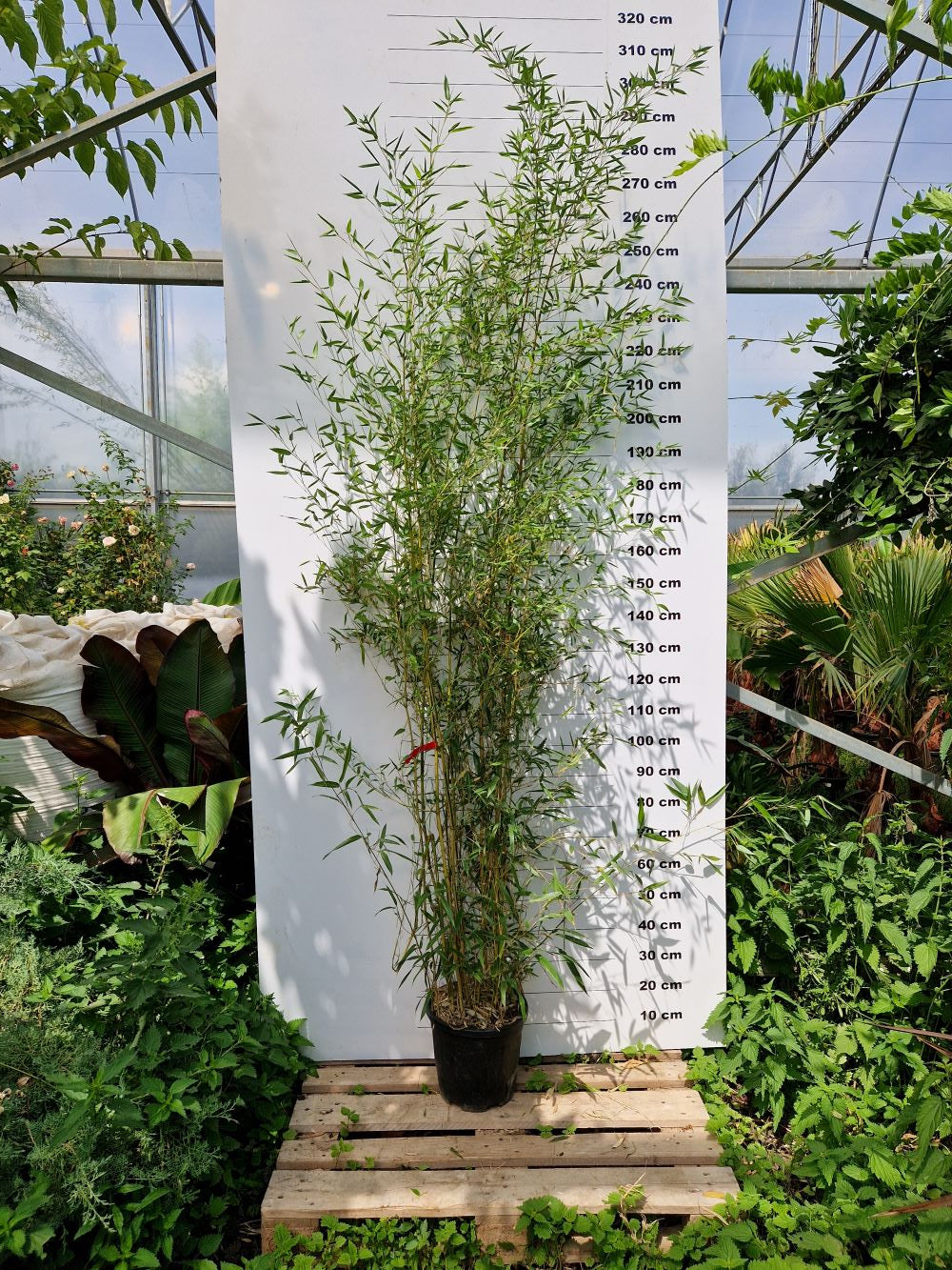 Bambou (Phyllostachys) Aureosulcata Spectabilis
