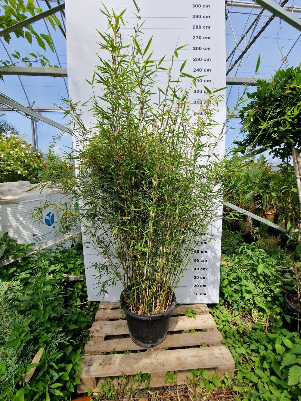 Fargesia Robusta Campbell