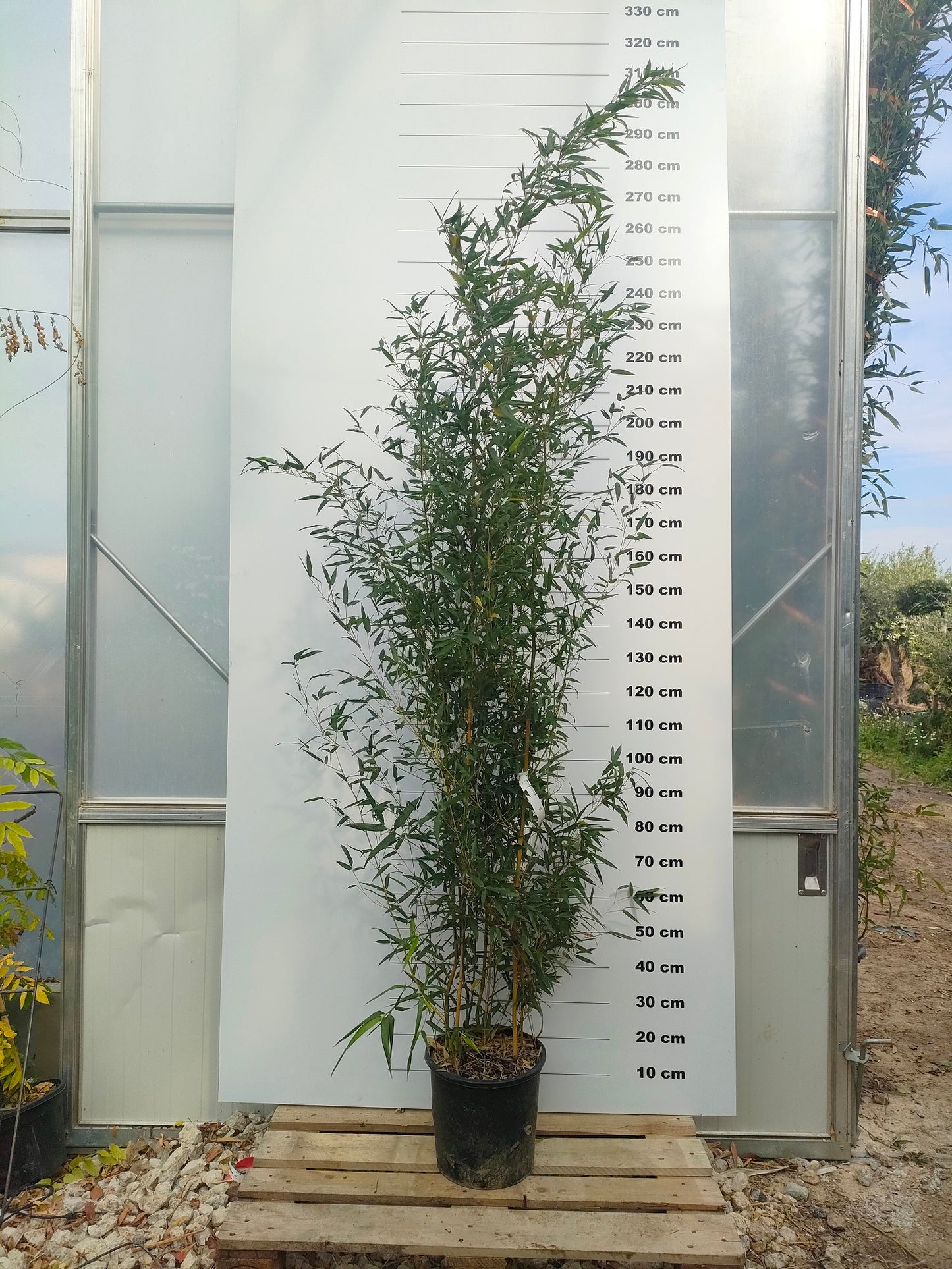 Bambou (Phyllostachys) Aureosulcata Aureocaulis