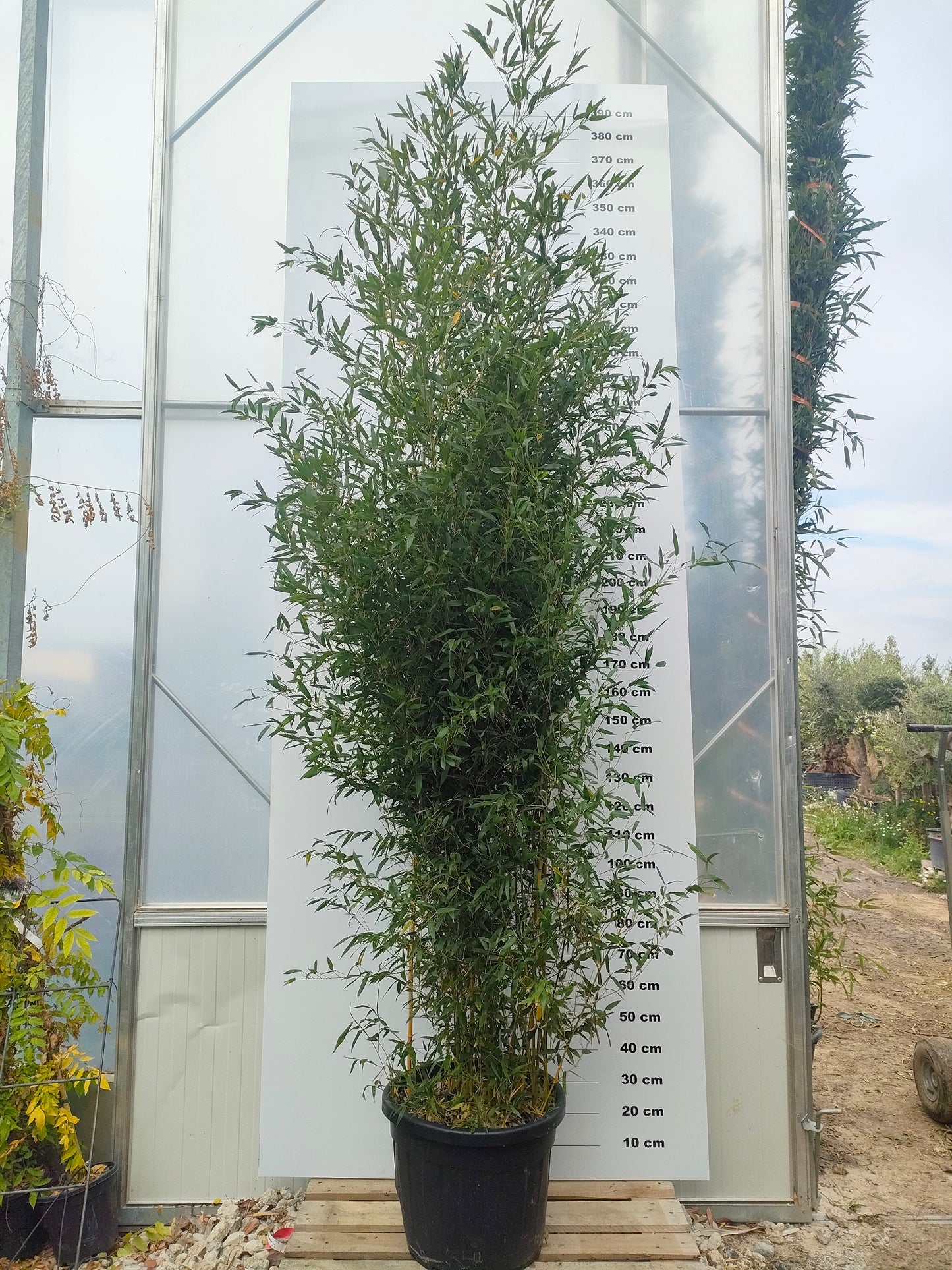 Bambou (Phyllostachys) Aureosulcata Aureocaulis