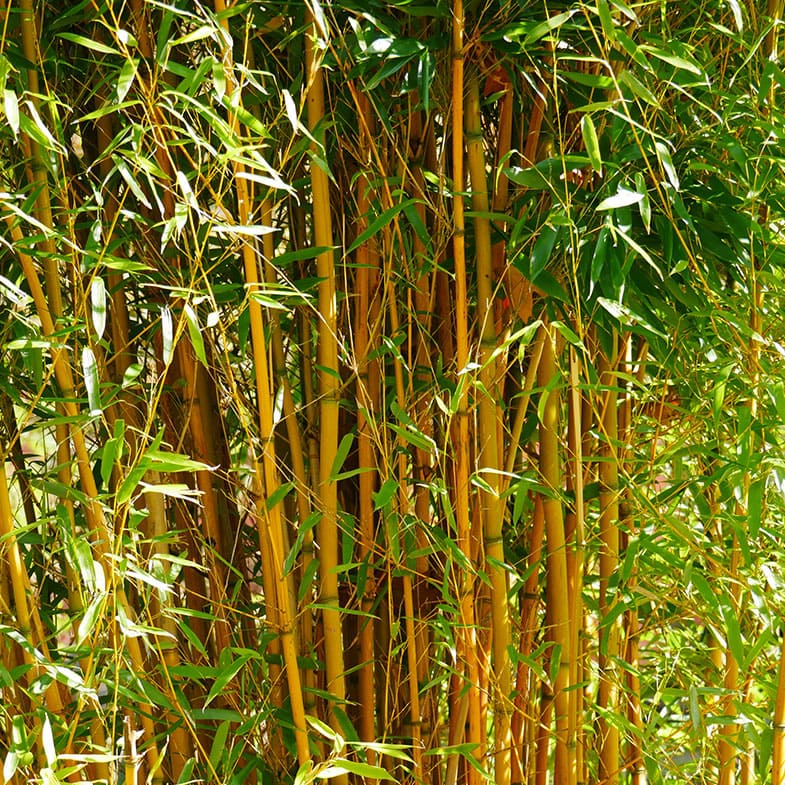 Bambou à cannes jaunes - Phyllostachys vivax 'Aureocaulis' - Le