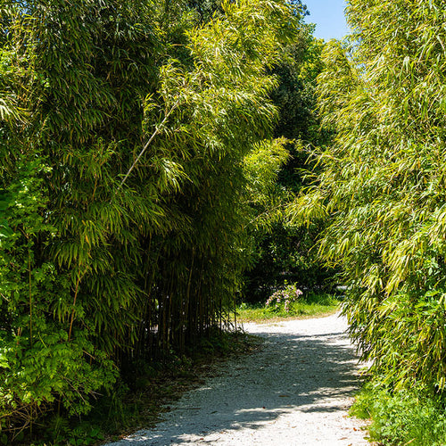 Bambou (Phyllostachys) Aureosulcata Aureocaulis