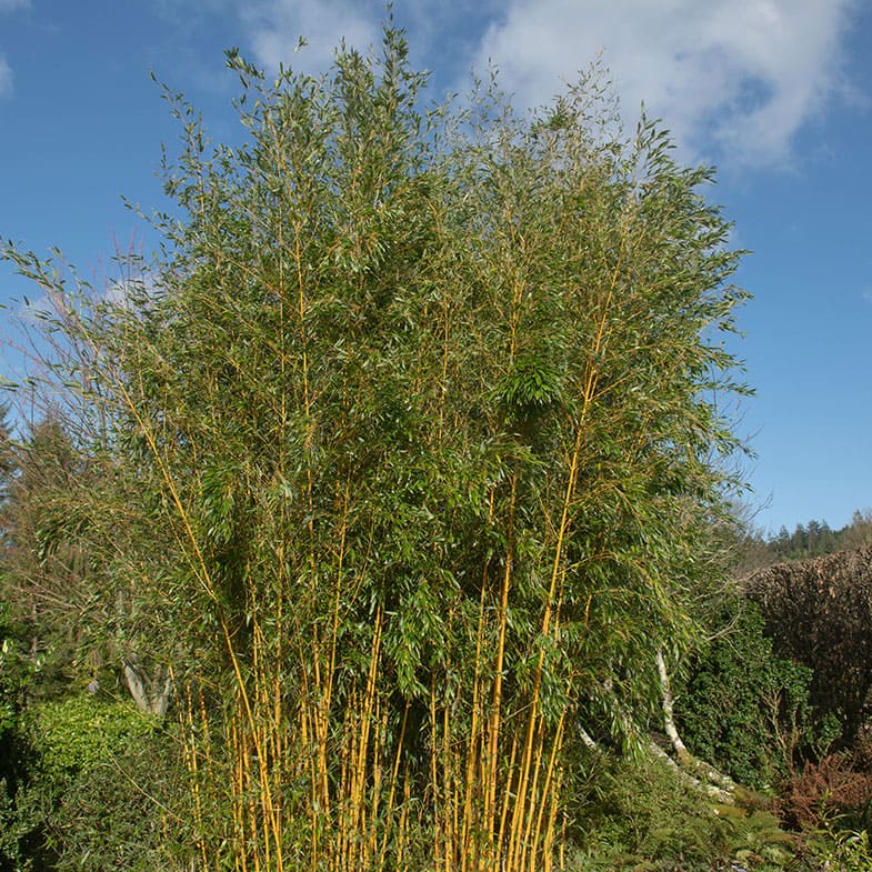 Bambou (Phyllostachys) Aureosulcata Spectabilis