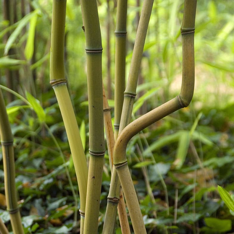 Bambou (Phyllostachys) Aureosulcata Spectabilis