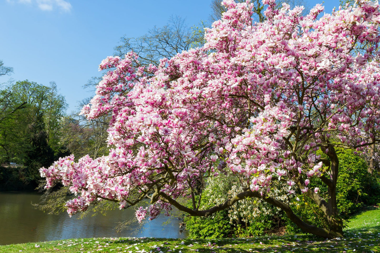 Magnolia Soulangeana
