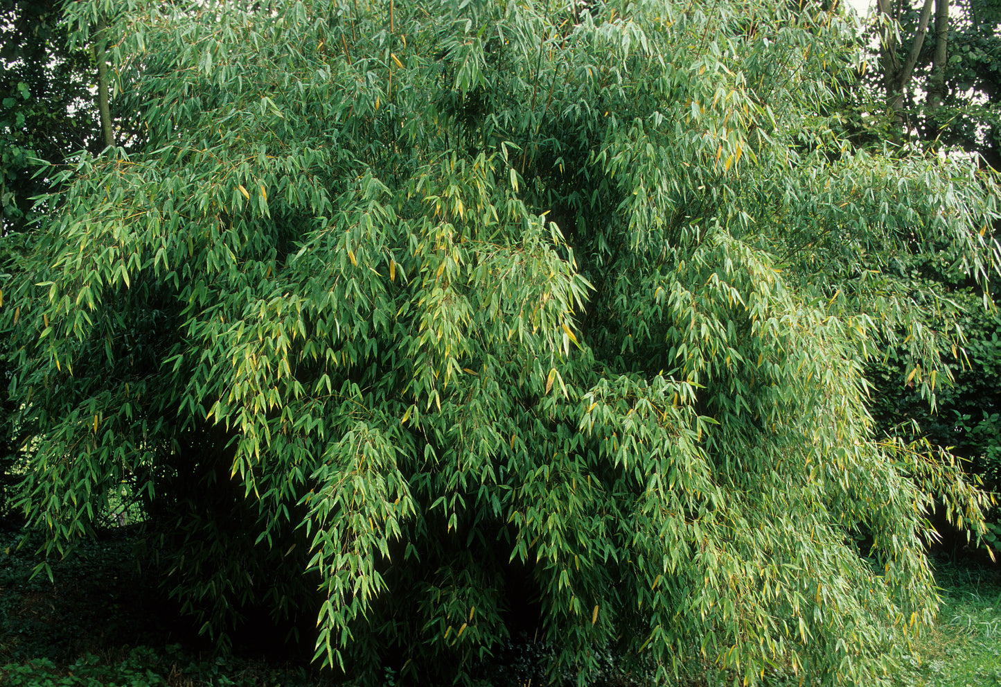 Fargesia Angustissima