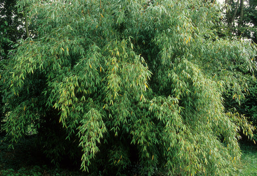Fargesia Angustissima