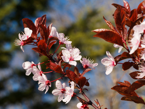 Cerisier à Fleurs Pissardii
