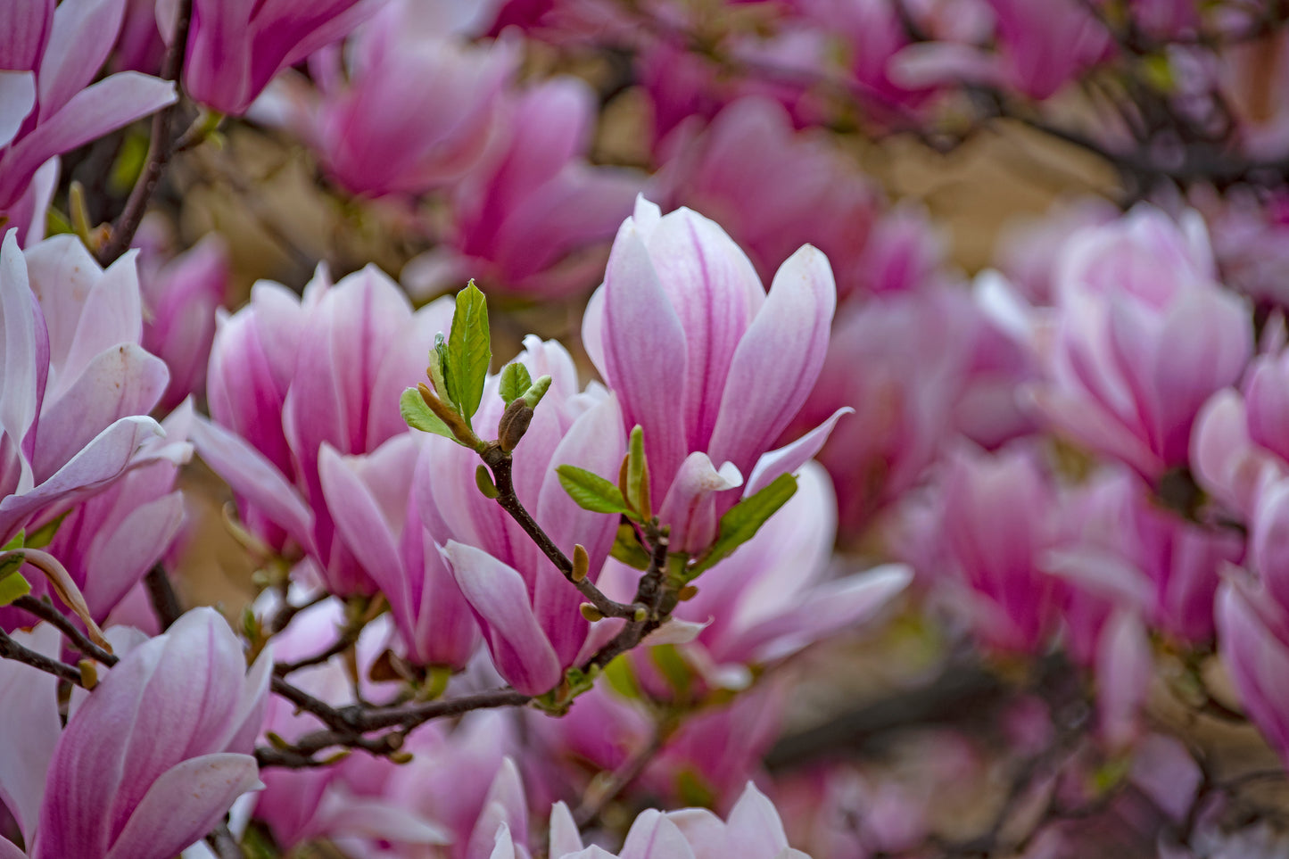 Magnolia Soulangeana