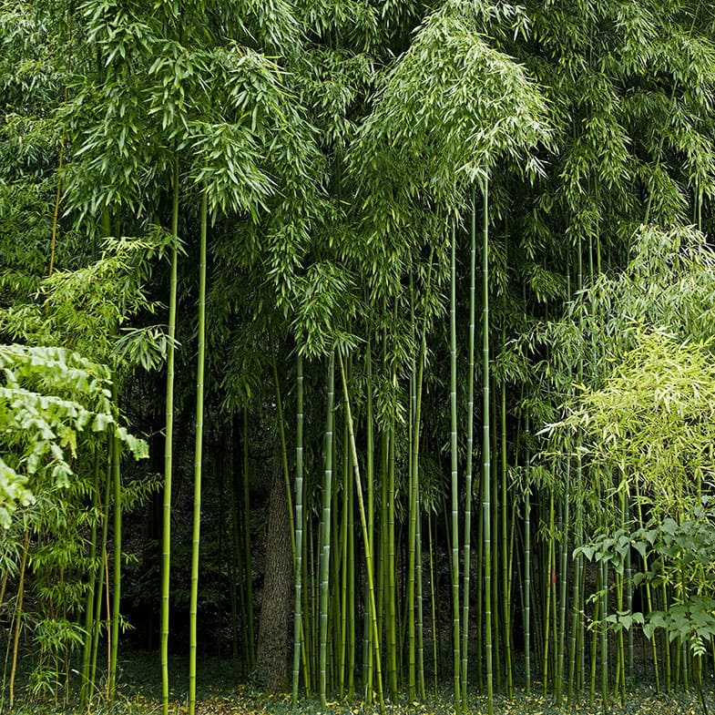 Bambou Vivax Huangwenzhu – La Bambouseraie de Paris