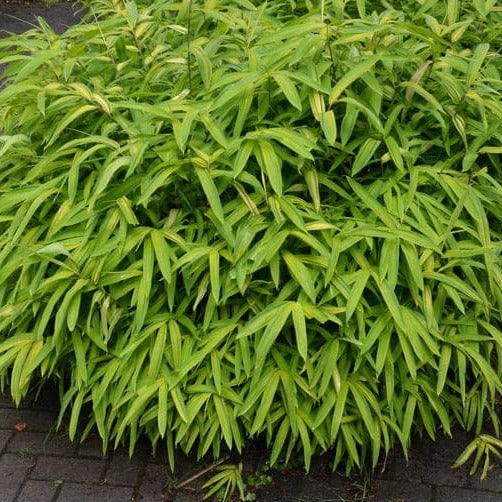 Bambusa Nana (Pleioblastus Pumilus)