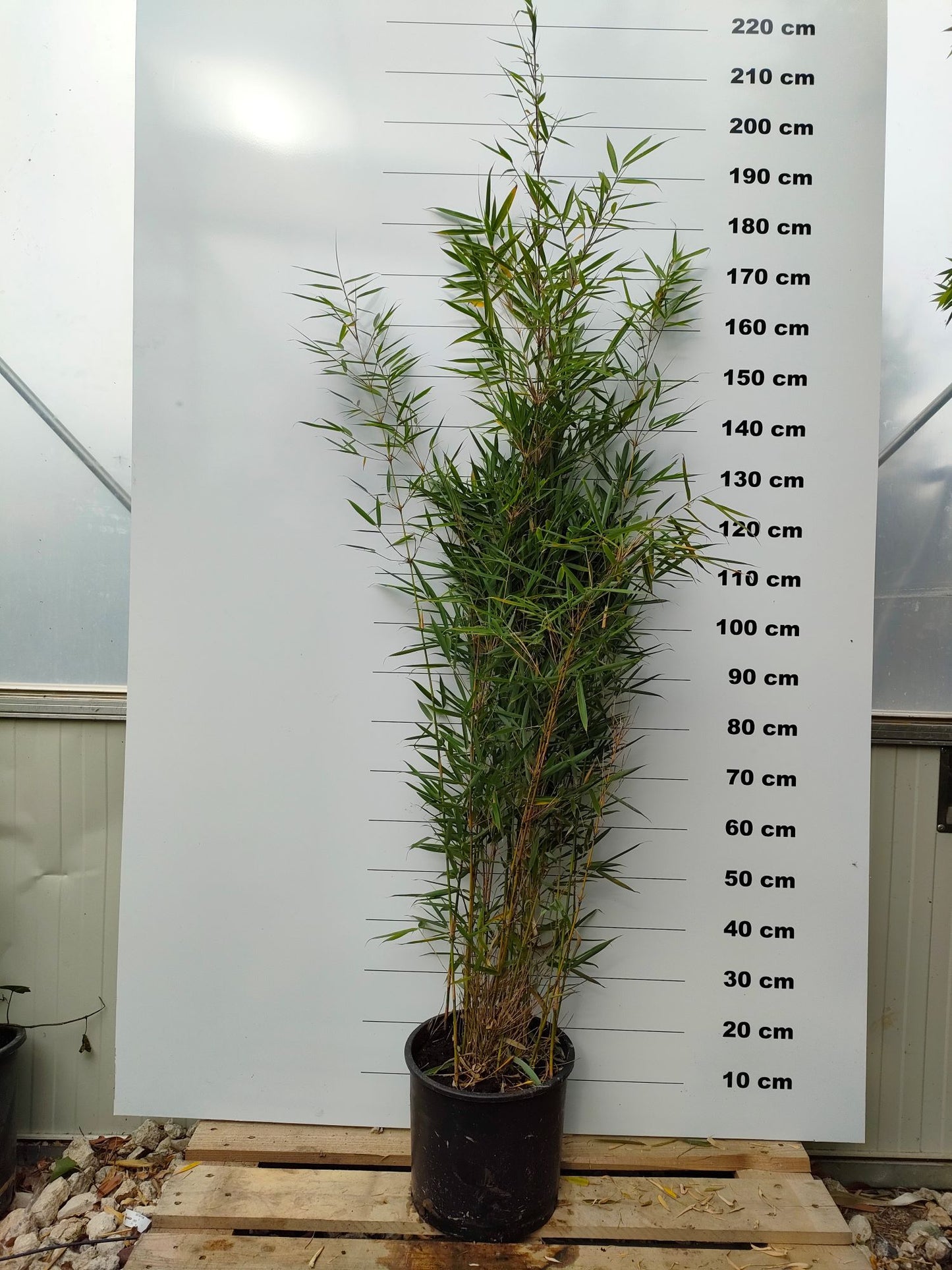 Fargesia Robusta Campbell