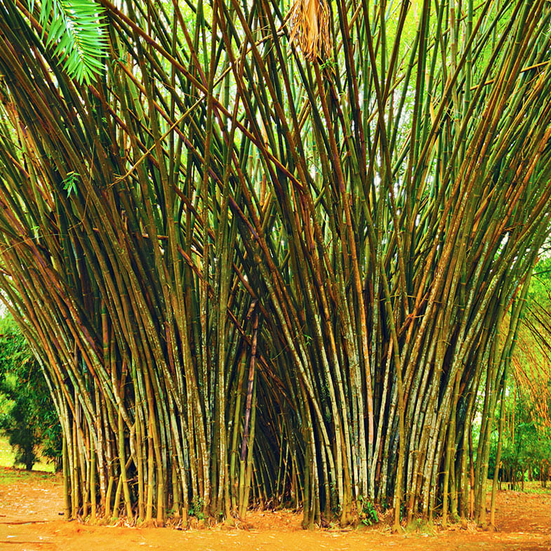 Bambou (Dendrocalamus) Gigantea