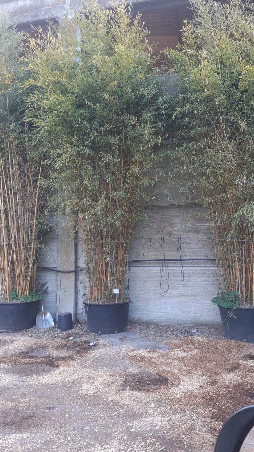 Bambou (Phyllostachys) Aureosulcata Spectabilis