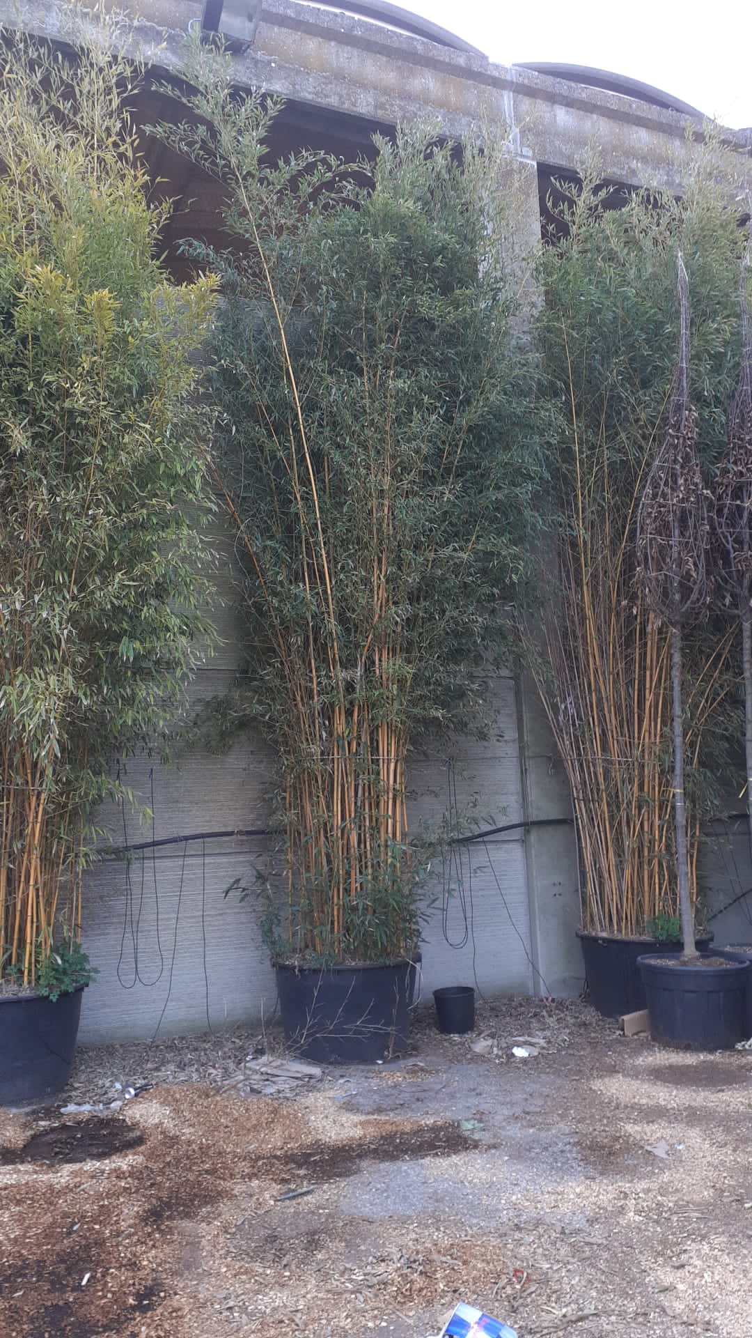 Bambou (Phyllostachys) Aureosulcata Spectabilis