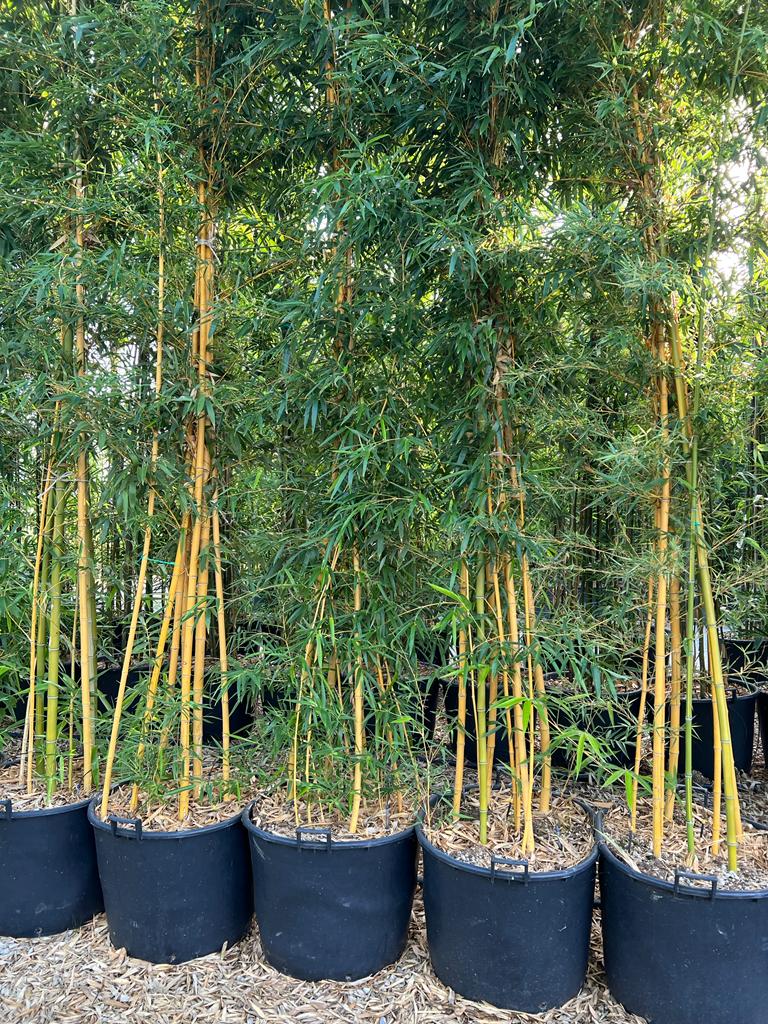 Bambou (Phyllostachys) Aureosulcata Spectabilis