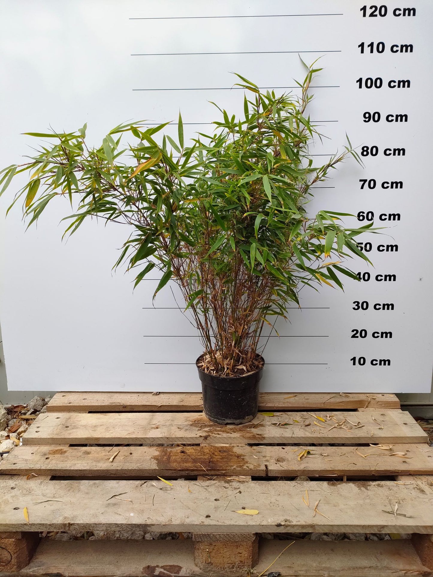Fargesia Rufa