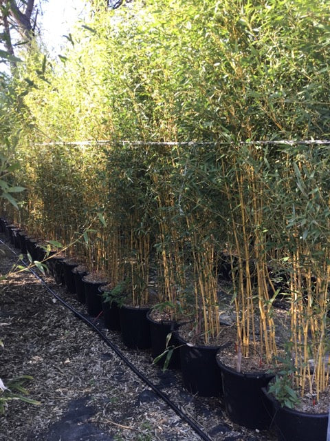 Bambou (Phyllostachys) Aureosulcata Aureocaulis