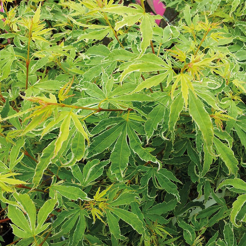 Acer Palmatum Butterfly