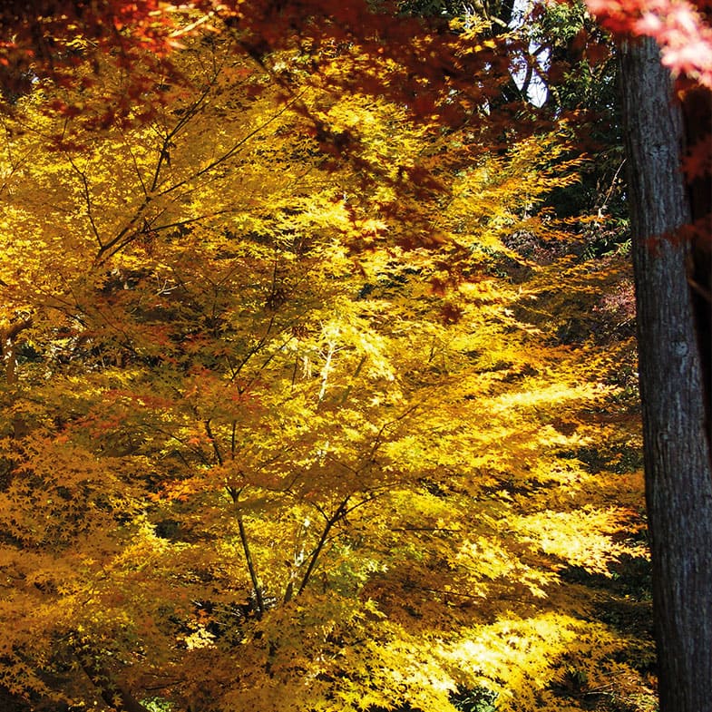 Acer Palmatum Orange Dream