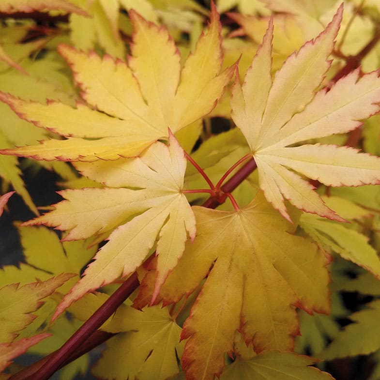 Acer Palmatum Orange Dream