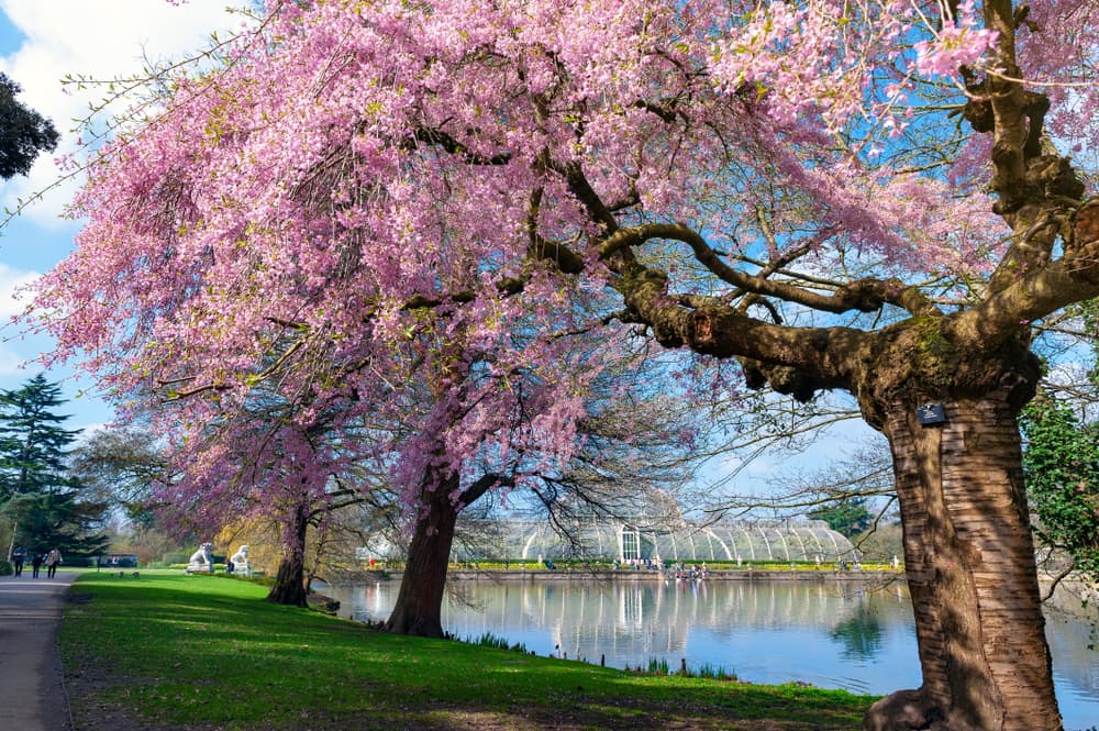 Comment prolonger la floraison du cerisier du Japon ?