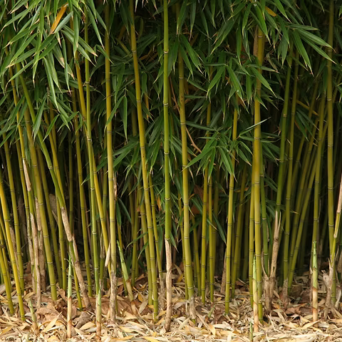 Comment choisir entre un bambou traçant et non-traçant ?